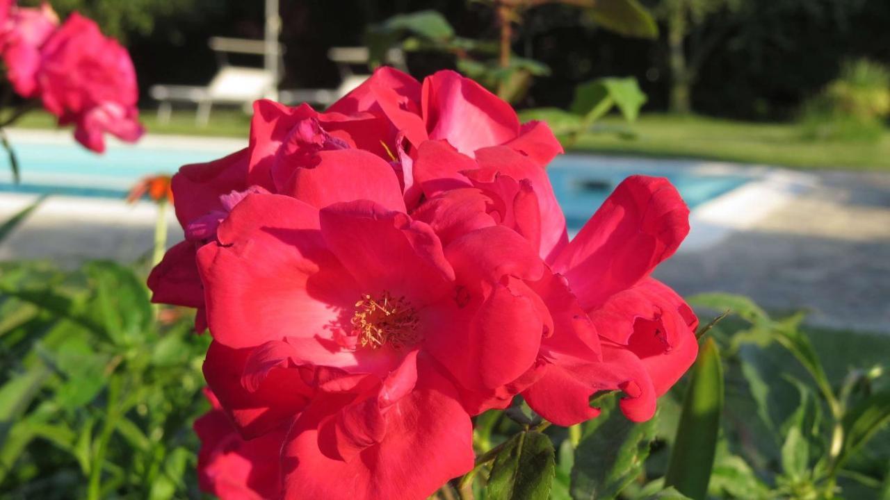 Il Gelso Di Barcuzzi Bed & Breakfast Лонато Екстериор снимка